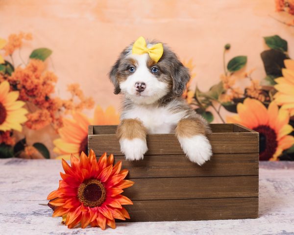 Photo of Ms. Kate the F1 Mini-Bernedoodle puppy