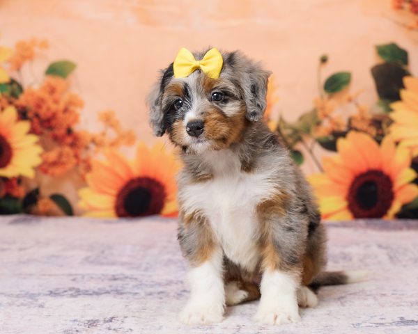 Ms. Kris the F1 Mini-Bernedoodle puppy