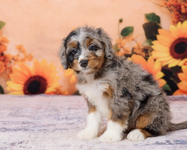 Photo of Ms. Kris the F1 Mini-Bernedoodle puppy