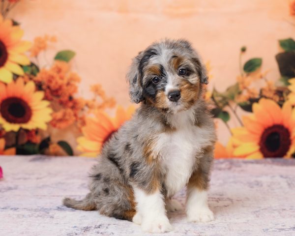 Photo of Ms. Kris the F1 Mini-Bernedoodle puppy
