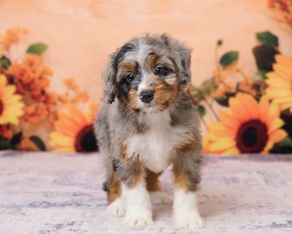 Photo of Ms. Kris the F1 Mini-Bernedoodle puppy