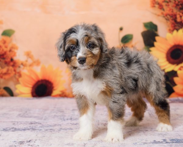 Photo of Ms. Kris the F1 Mini-Bernedoodle puppy