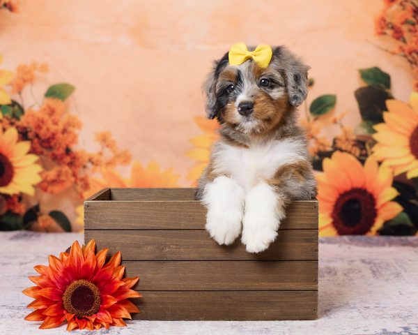 Photo of Ms. Kris the F1 Mini-Bernedoodle puppy