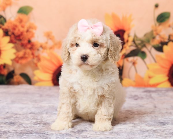Ms. Lisa the F1B Mini-Bernedoodle puppy