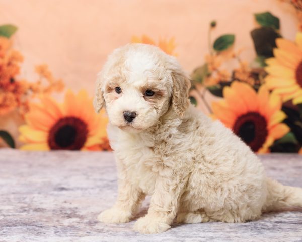 Photo of Ms. Lisa the F1B Mini-Bernedoodle puppy