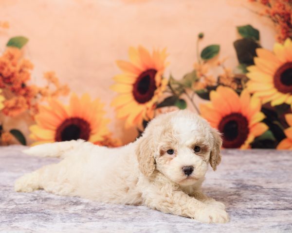 Photo of Ms. Lisa the F1B Mini-Bernedoodle puppy