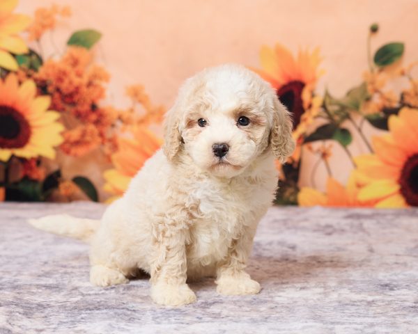 Photo of Ms. Lisa the F1B Mini-Bernedoodle puppy