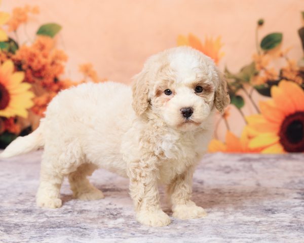 Photo of Ms. Lisa the F1B Mini-Bernedoodle puppy