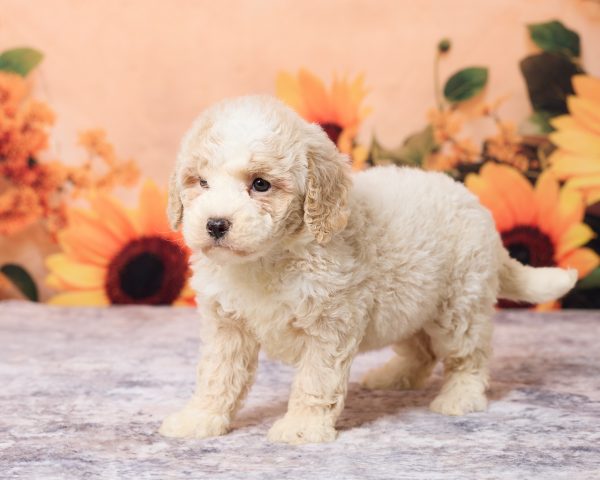 Photo of Ms. Lisa the F1B Mini-Bernedoodle puppy