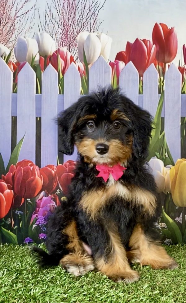Ms. Lori the F1 Mini-Bernedoodle puppy