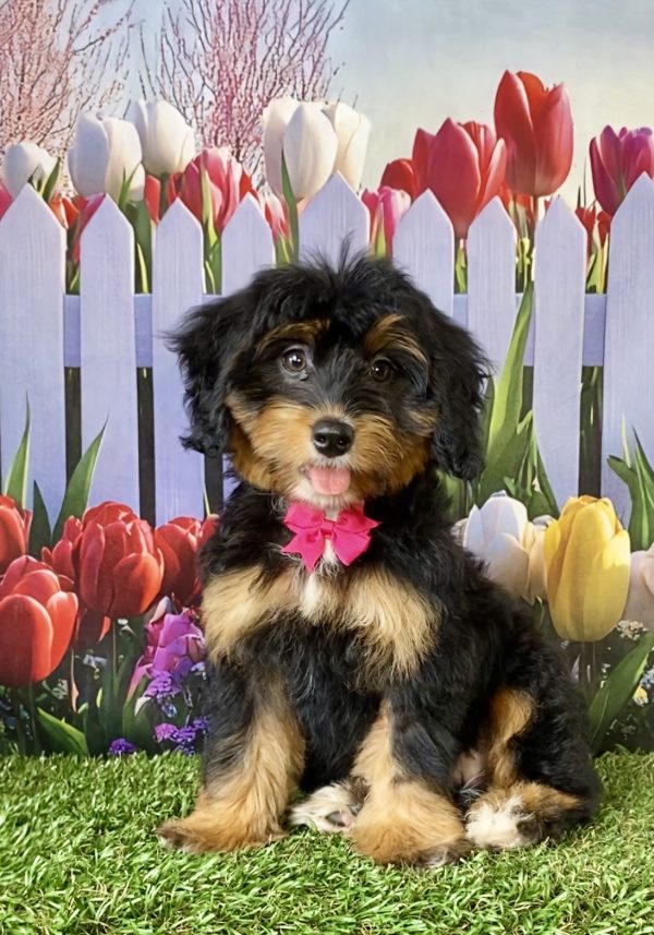 Photo of Ms. Lori the F1 Mini-Bernedoodle puppy