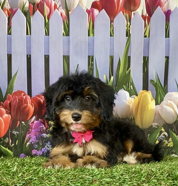 Photo of Ms. Lori the F1 Mini-Bernedoodle puppy