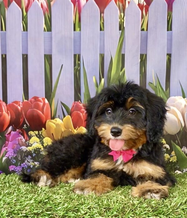 Photo of Ms. Lori the F1 Mini-Bernedoodle puppy