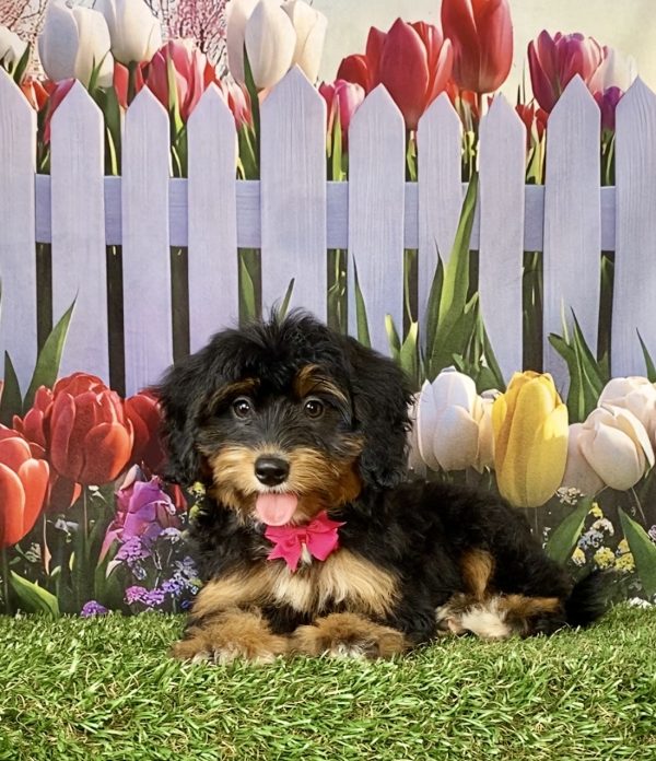 Photo of Ms. Lori the F1 Mini-Bernedoodle puppy