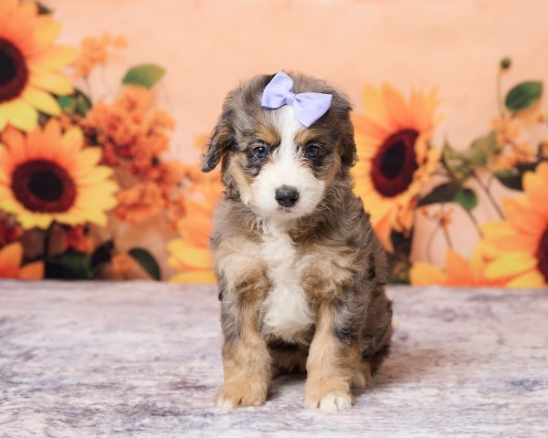 Ms. Luna the F1B Mini-Bernedoodle puppy