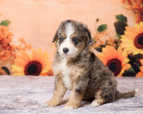 Photo of Ms. Luna the F1B Mini-Bernedoodle puppy