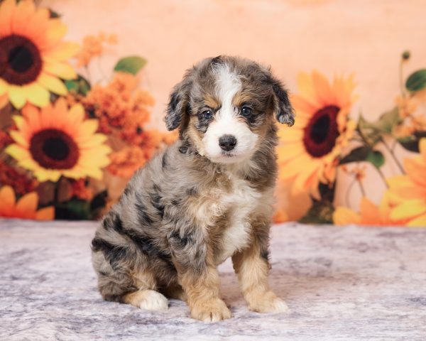 Photo of Ms. Luna the F1B Mini-Bernedoodle puppy