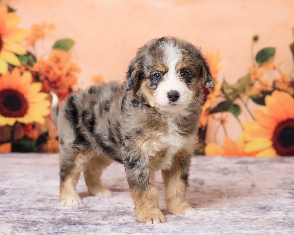 Photo of Ms. Luna the F1B Mini-Bernedoodle puppy
