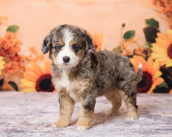 Photo of Ms. Luna the F1B Mini-Bernedoodle puppy