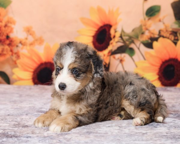Photo of Ms. Luna the F1B Mini-Bernedoodle puppy