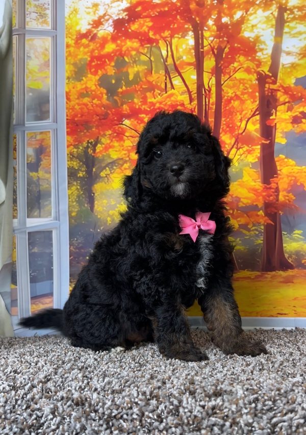 Ms. Tiny the F1B Mini-Bernedoodle puppy