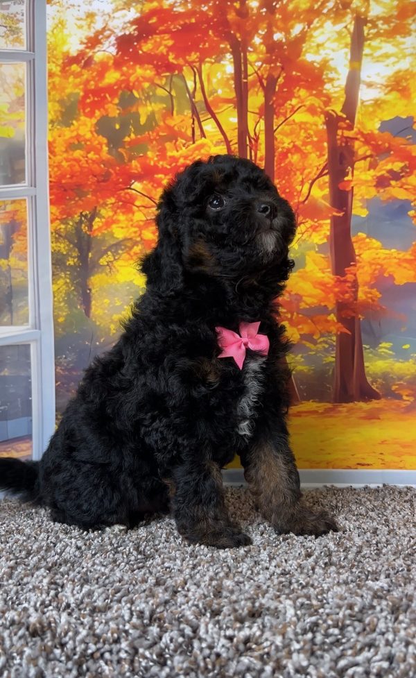 Photo of Ms. Tiny the F1B Mini-Bernedoodle puppy