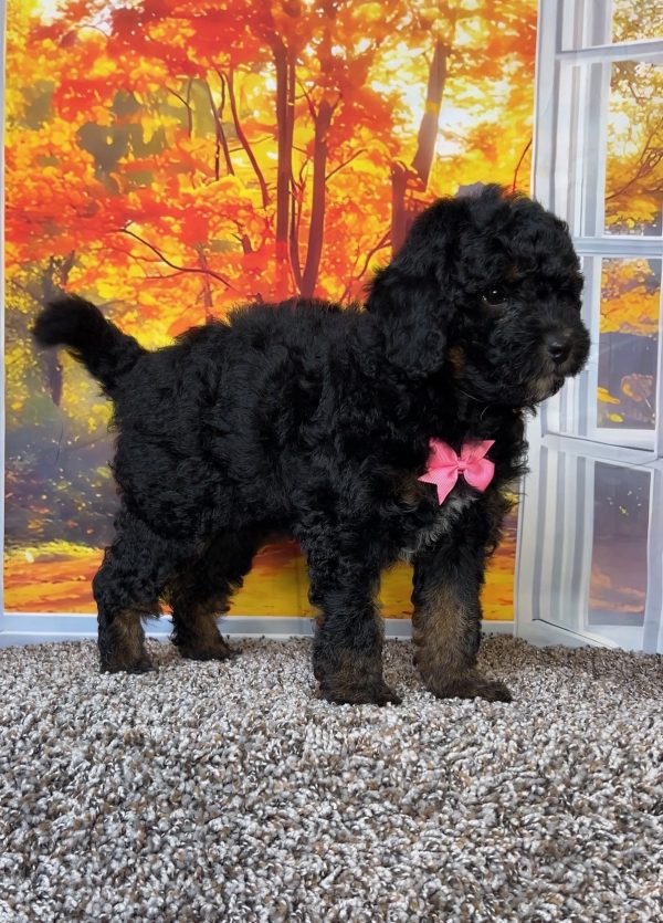 Photo of Ms. Tiny the F1B Mini-Bernedoodle puppy