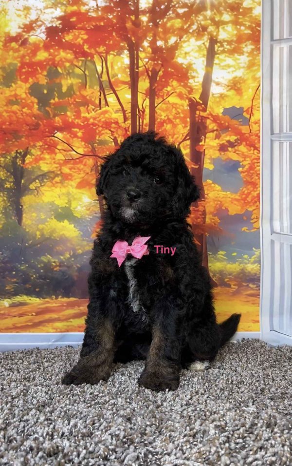 Photo of Ms. Tiny the F1B Mini-Bernedoodle puppy