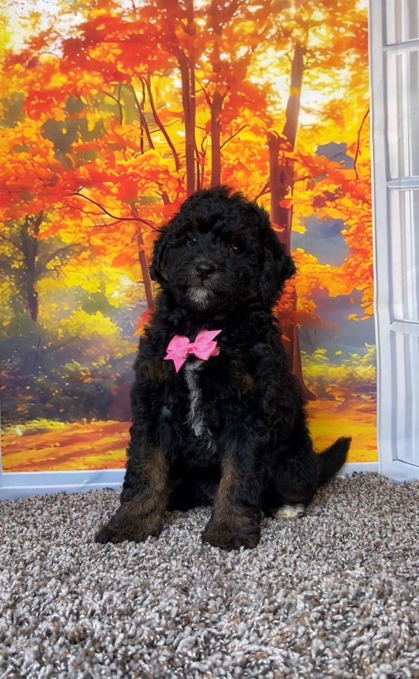 Photo of Ms. Tiny the F1B Mini-Bernedoodle puppy