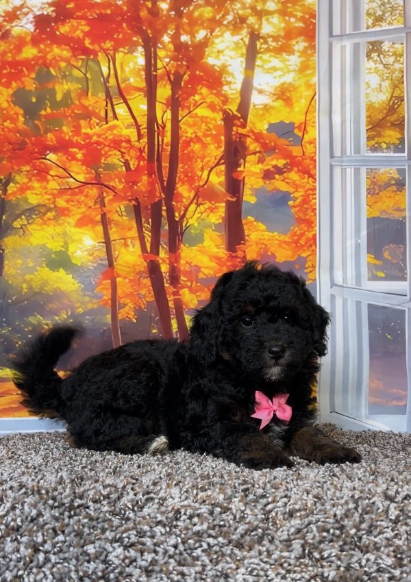 Photo of Ms. Tiny the F1B Mini-Bernedoodle puppy
