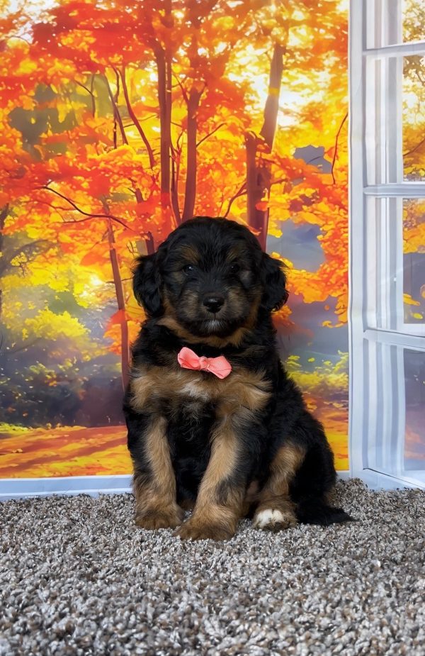 Ms. Twila the F1B Mini-Bernedoodle puppy