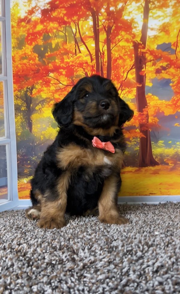 Photo of Ms. Twila the F1B Mini-Bernedoodle puppy