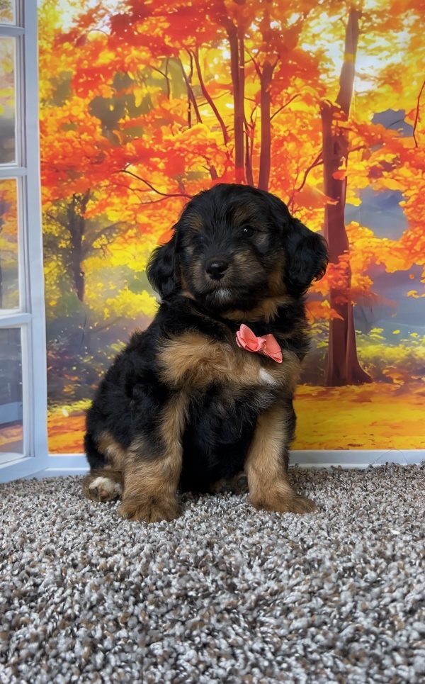 Photo of Ms. Twila the F1B Mini-Bernedoodle puppy