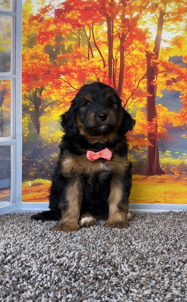 Photo of Ms. Twila the F1B Mini-Bernedoodle puppy
