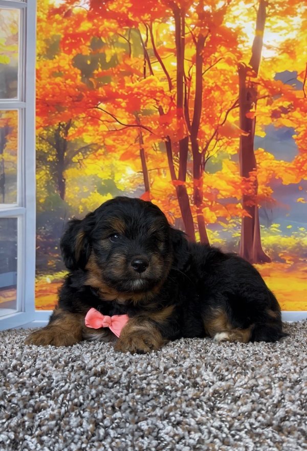 Photo of Ms. Twila the F1B Mini-Bernedoodle puppy
