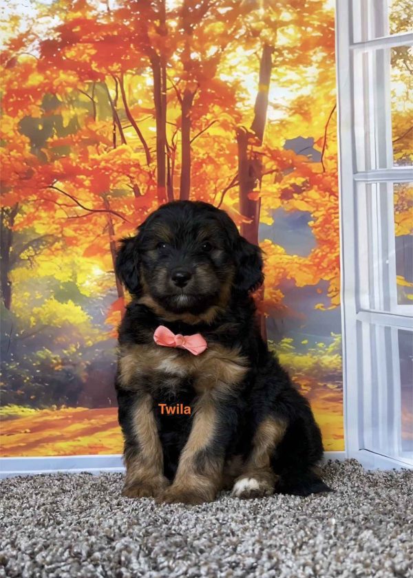 Photo of Ms. Twila the F1B Mini-Bernedoodle puppy
