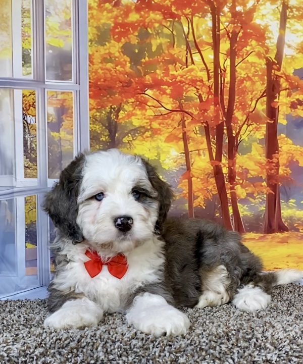 Mr. Aaron the F1 Mini-Bernedoodle puppy