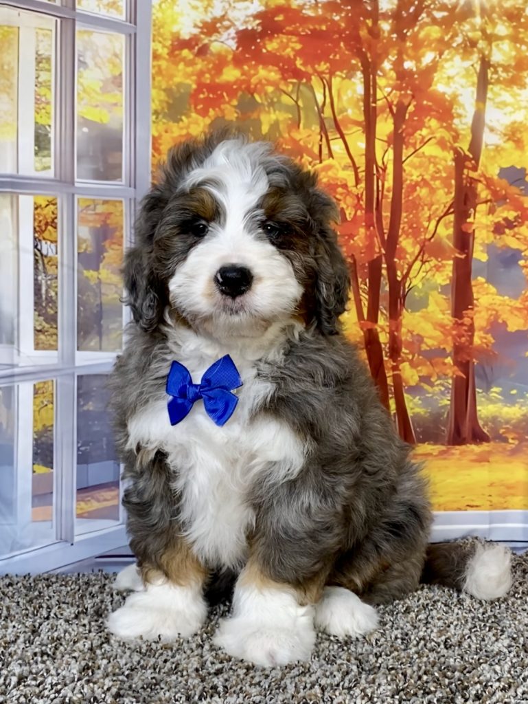 Photo of Mr. Alex the F1 Mini-Bernedoodle puppy