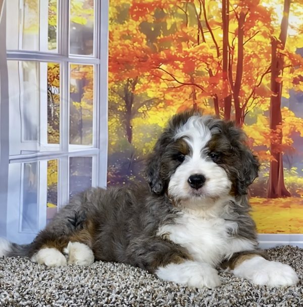 Photo of Mr. Alex the F1 Mini-Bernedoodle puppy