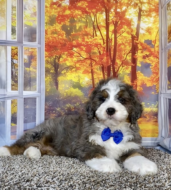 Photo of Mr. Alex the F1 Mini-Bernedoodle puppy