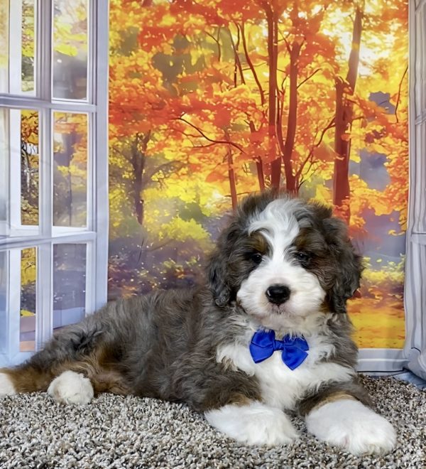 Photo of Mr. Alex the F1 Mini-Bernedoodle puppy