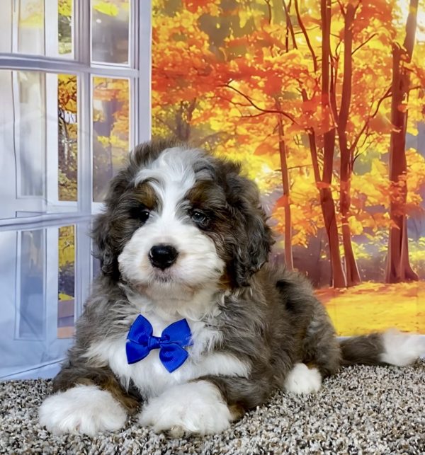 Photo of Mr. Alex the F1 Mini-Bernedoodle puppy