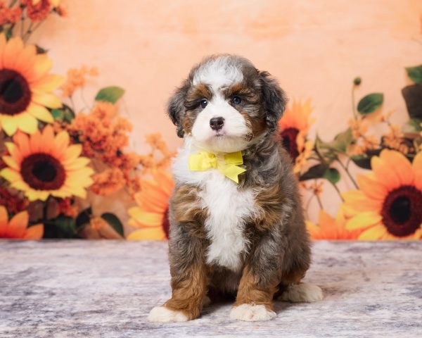 Mr. Mark the F1B Mini-Bernedoodle puppy