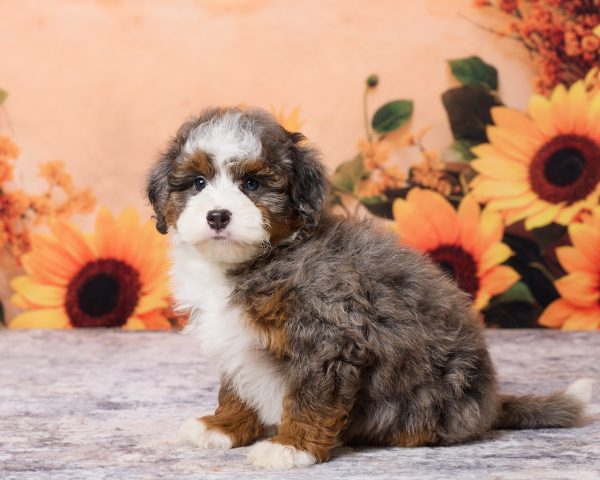 Photo of Mr. Mark the F1B Mini-Bernedoodle puppy