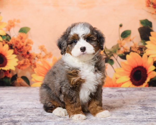 Photo of Mr. Mark the F1B Mini-Bernedoodle puppy