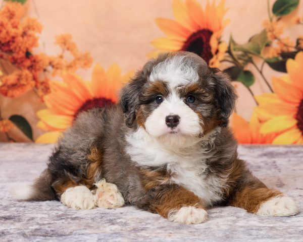 Photo of Mr. Mark the F1B Mini-Bernedoodle puppy