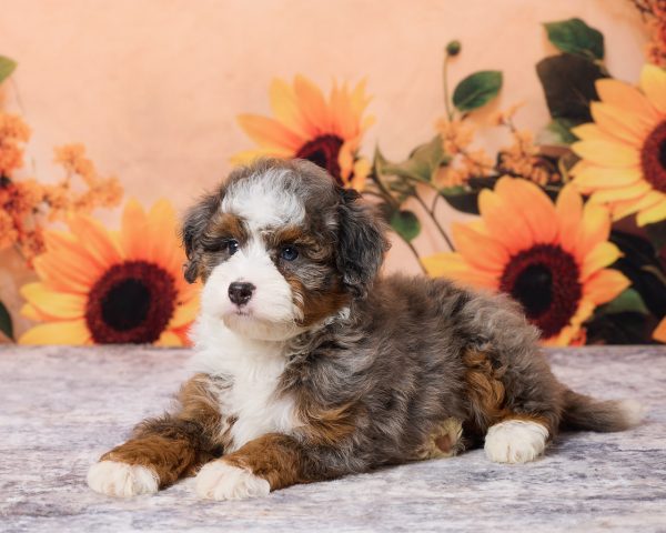 Photo of Mr. Mark the F1B Mini-Bernedoodle puppy