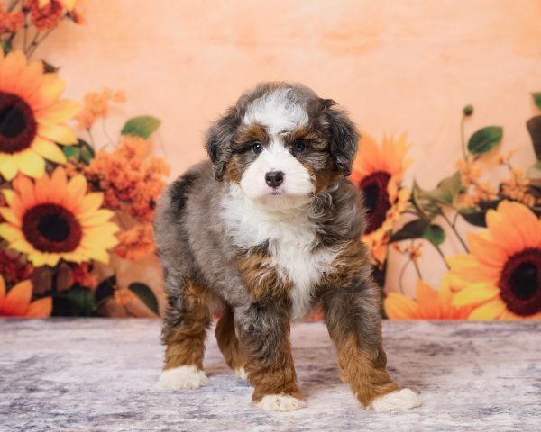 Photo of Mr. Mark the F1B Mini-Bernedoodle puppy