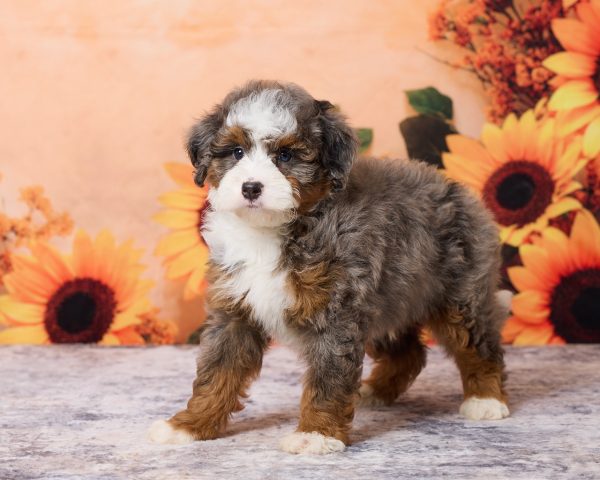 Photo of Mr. Mark the F1B Mini-Bernedoodle puppy