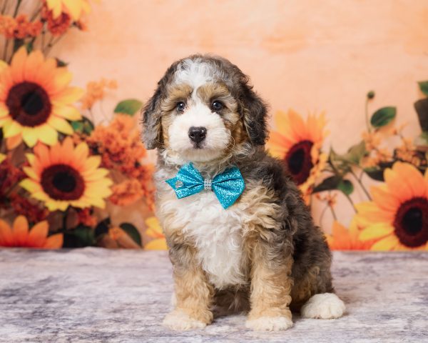 Mr. Max the F1B Mini-Bernedoodle puppy